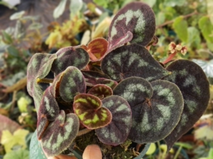 一口血秋海棠优选个体,出扦插苗