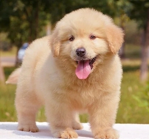 金毛幼犬纯种金毛幼犬双血统金毛幼犬纯种公金毛幼犬纯种赛级