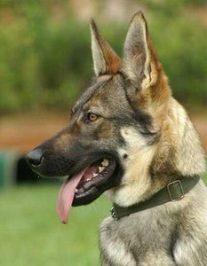 纯种狼狗小偿配种五岁半公,昆明犬狼青,血统纯正,活泼好动,有