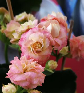 巴黎长寿花赫丽