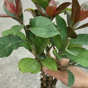 61淘甚百货店淘宝叶仙苗叶仙人掌木麒麟苗嫁接蟹爪兰砧木假昙仙人球