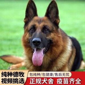 德国牧羊犬纯种幼犬赛系双血统活体狗短毛德国牧羊犬幼崽黑背弓背