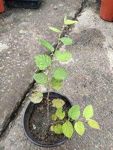 日本土佐水木,春来开花黄色,是观花盆景的极品好素材.