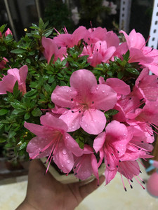 【皋月杜鹃】日本进口皋月杜鹃品种珍山或大盃八方跟盘的蘑菇头