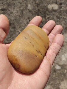 00同款货源温雅徳香淘宝台山玉原石摆件(流金岁月),海湾大籽料,石