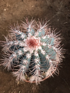 实拍蓝云已出云朵仙人球一物一拍