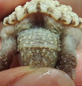 极品黄化佛鳄龟 大鳄龟 中美鳄龟