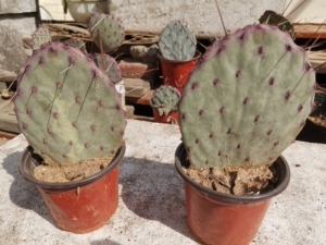 银盾仙人掌 团扇,一年片有根