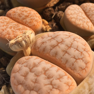 舞岚咖啡 x c309  种荚 拿铁 生石花