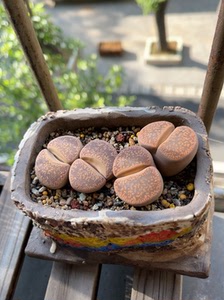 生石花大超大双头