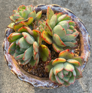 华美多肉 盆口12cm