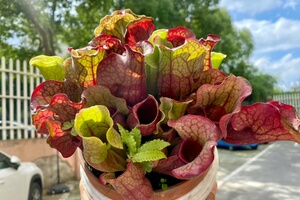 紫色海螺瓶子草