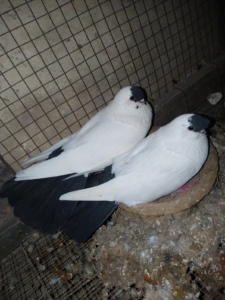 【扬州点子鸽高飞】扬州点子鸽高飞品牌,价格 - 阿里巴巴