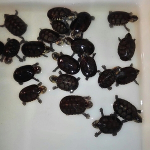 白唇蛋龟苗,背甲3厘米左右