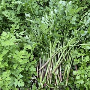 湖南新鲜野生绿色蔬菜,野芹菜,农家蔬菜,小叶芹,水芹菜,不施