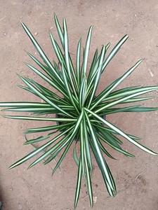 稀有金心吊兰细叶长叶吊兰2号,一物一拍系列