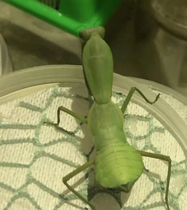 张氏螳螂,4龄25,买3送1,张氏斧螳,包活