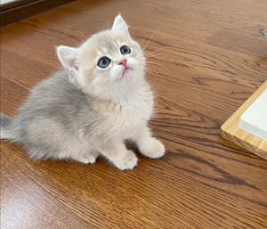 蓝金渐层幼猫  自家猫咪生的蓝金渐层宝宝,二月龄,弟弟妹妹都
