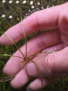 南美针叶皇冠 红针叶皇冠 10颗带根粉丝价格12元包邮!百分