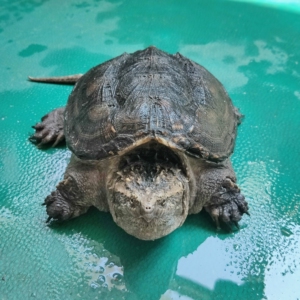 野佛公野佛母原种北美公原种北美母中美拟鳄龟公原种中美母