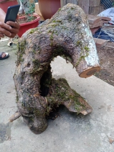 云南鬼柳盆景盆栽 鬼柳木樨榄盆景素材 尖叶木樨榄老桩盆景 狭