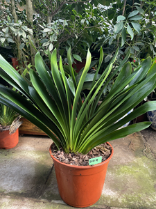 佛手多头君子兰 (双头)6年生成兰大颗包邮