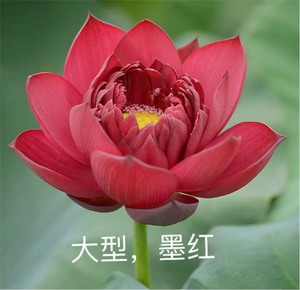 荷花碗莲，墨红，新子睿，红北京，宜良千瓣，彩云祥，批针红2，