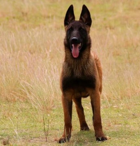 马犬幼犬纯种红马犬活体警犬比利时牧羊军犬看家护院小狗宠物活物