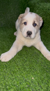 中亚牧羊犬幼犬纯种俄罗斯超大巨型大型活体家养护卫中亚犬猎狼犬