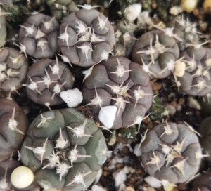 实生 裸萼 铅皮sto1581  1-1.5厘米 一株随机走