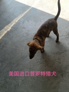 代大山猎户出售普罗特猎犬两只,一公一母,狗龄已经四个多月了