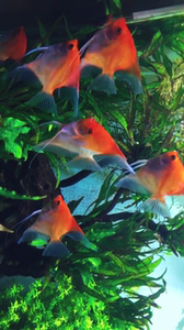 纯血德系大红袍(红魔)神仙鱼出纯血德系大红袍神仙鱼苗,玩家自