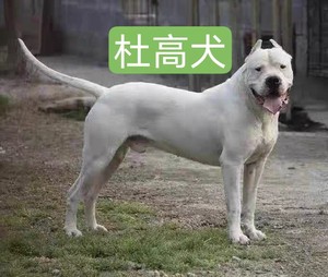 杜高犬幼犬纯种阿根廷进口狩猎犬巨型护卫猛犬狗狗活体小杜高犬