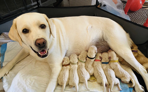 深圳自提自家养的拉布拉多幼犬狗狗找好主人 ,母狗生的一窝小狗