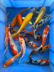 30元4条包邮13-15公分日本锦鲤 小锦鲤 花色锦鲤冷水鱼