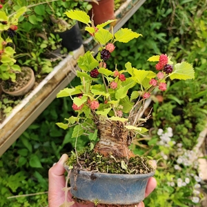 日本姬桑,果桑,姬果桑,观果期,可食用,含盆,包邮