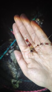 亦称姬虾,是猬虾科猬虾属的一种虾.最常见的观赏虾