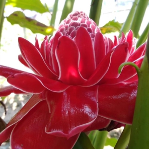 三年级课外书必读的书籍故事彩图注音版胡萝卜先生的长胡子蓝狐狸的七