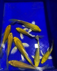 金黄色锦鲤黄金色锦鲤龙凤锦鲤纯种淡水锦鲤鱼苗观赏鱼黄金锦鲤龙