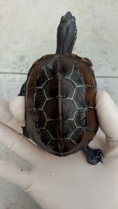 苏北金线小母龟，中华草龟，7.2厘米，紫檀红壳，刀刻纹，如图