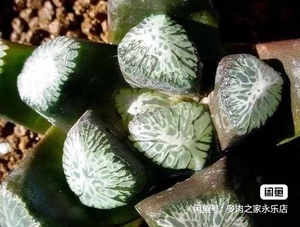 多肉植物十二卷寿 雷尼黑鸟万象 4.5cm稀有品种 叶肥全新