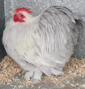 出售薰衣草科钦球鸡种蛋,8块一枚,十枚起发,包百分之六十受精