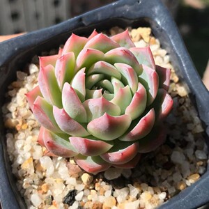 加勒比海蓝多肉植物