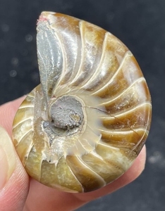 精品天然菊石类鹦鹉螺化石海螺石海螺把玩,吊坠～全玉化,纹路清