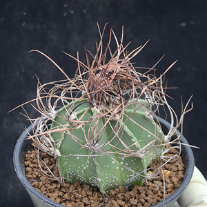 实生瑞凤玉仙人球 精选狂刺球草刺大凤玉一物一拍植物