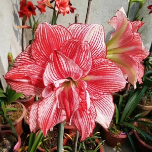 日本十二单衣朱顶红,4厘米190元包邮