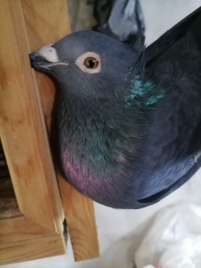 鸽子/赛鸽/信鸽/种鸽/幼鸽/纯种杨阿腾紫罗兰眼古铜眼鸟冠0人付款