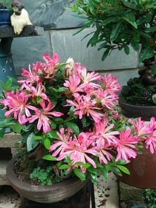 日本杜鹃花瓶.临水式,主杆粗7公分,盆面高度22根盘15.精