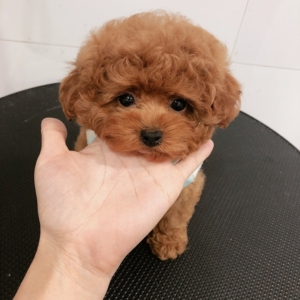 泰迪幼犬活物纯种家养宠物狗 狗狗纯种 小狗动物活 的