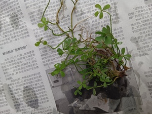 前景草四叶汤勺萍10*10cm5元一片 前景草水草四叶草,四